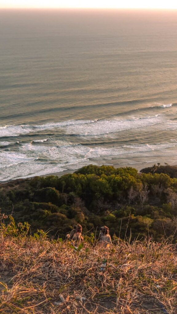 Mesmerizing view of the Jogja coastline during sunset with lush greenery and gentle waves.
